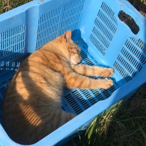 籠の中で眠る猫