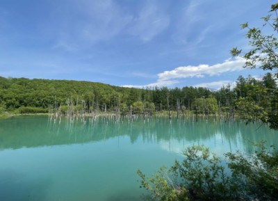 美瑛の青い池