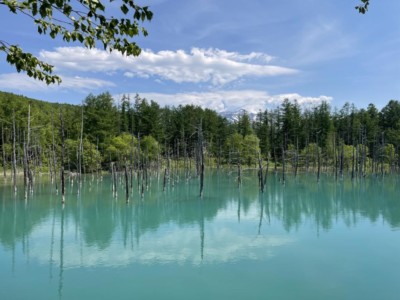 6月の美瑛の青い池