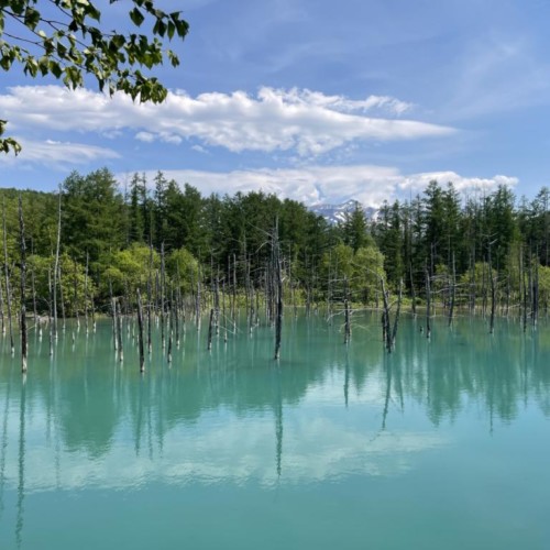 6月の美瑛の青い池