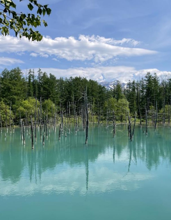 6月の美瑛の青い池